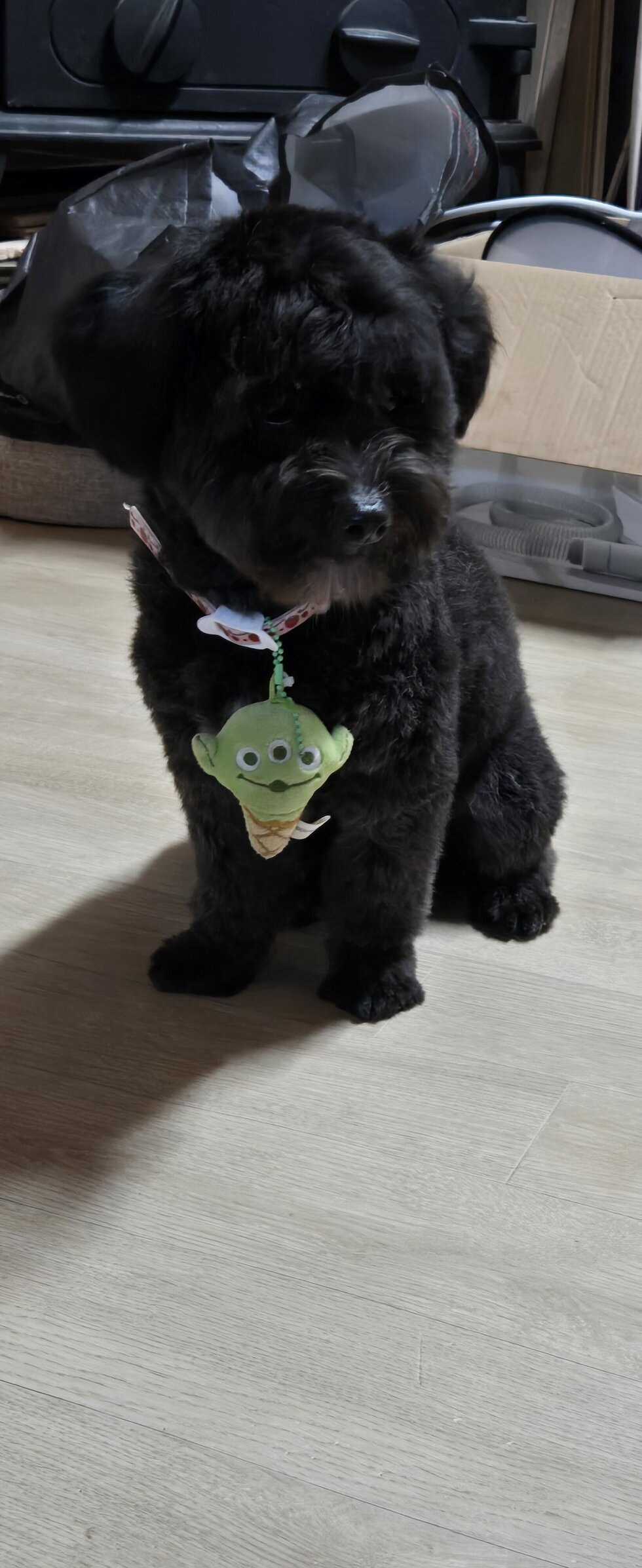 강아지