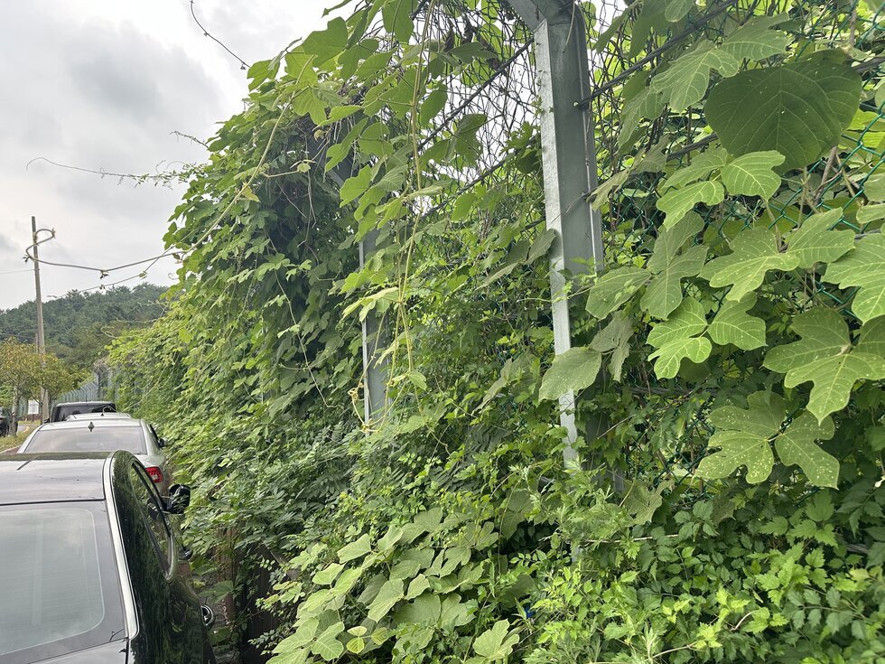 공영주차장 옆 시소유의 풀과 넝쿨