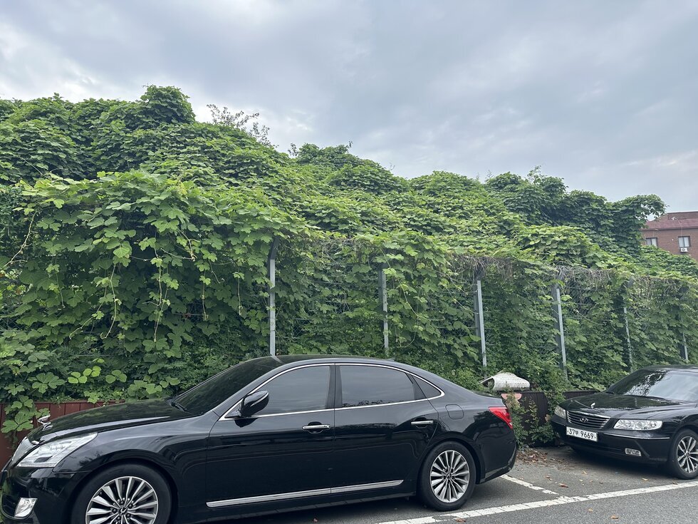공영주차장 옆 시소유의 풀과 넝쿨